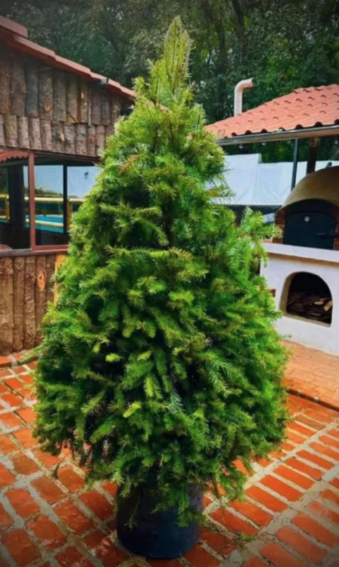 Pino navideño Douglas vivo en maceta de 1.80 a 2.00 metros